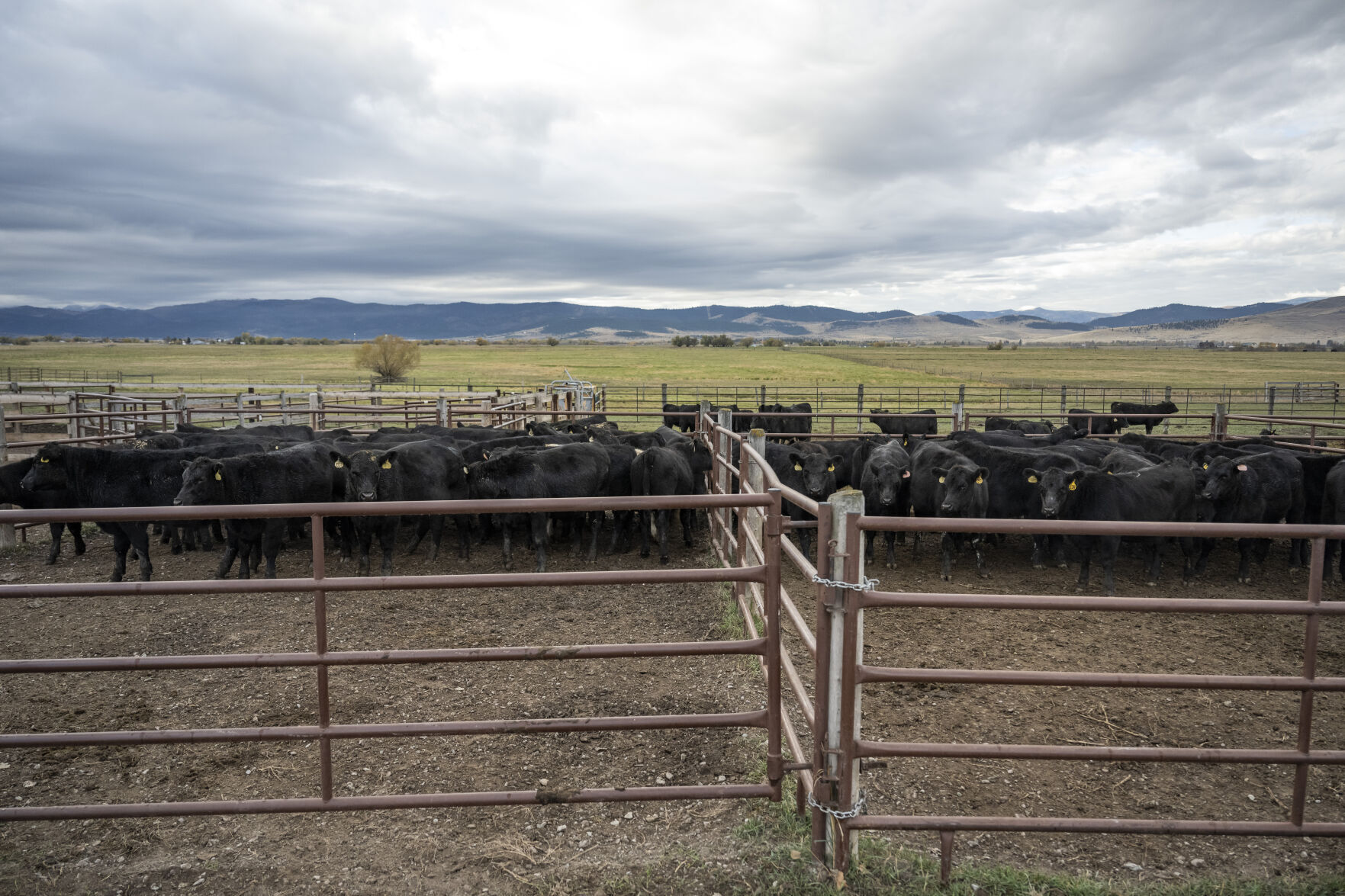 The real-life stories of 'Yellowstone'